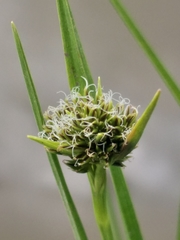 Cyperus durus