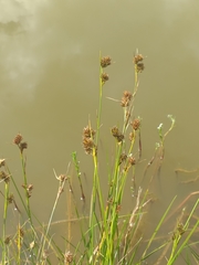 Cyperus durus