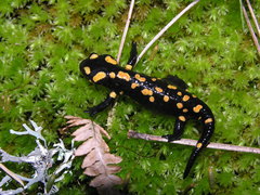 Salamandra corsica