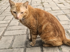 Felis catus