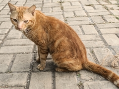 Felis catus