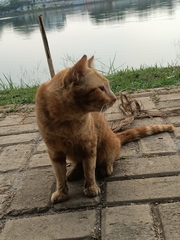 Felis catus
