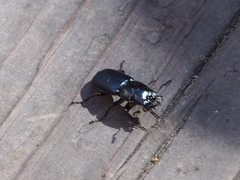 Platycerus oregonensis