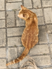 Felis catus