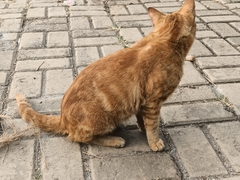 Felis catus