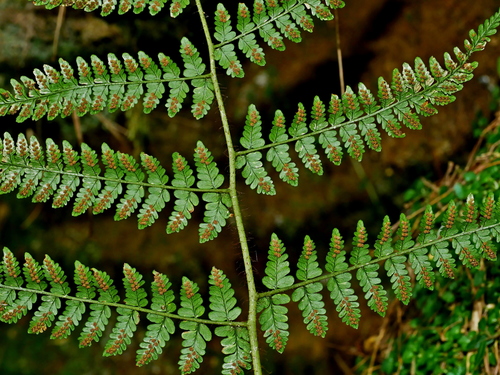 Image of Dryopteris squamiseta by (c) Jacy Chen, some rights reserved (CC BY)