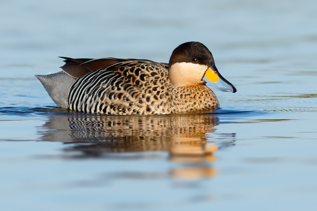 Silver Teal