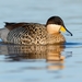 Silver Teal - Photo (c) Bryan Caro San Martin, some rights reserved (CC BY-NC), uploaded by Bryan Caro San Martin