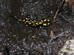 Salamandra corsica