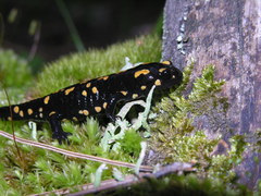 Salamandra corsica