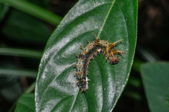 Limenitidini