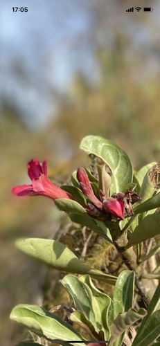 desert rose