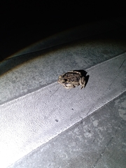 Rhinella diptycha