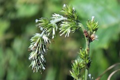 Elephantopus angustifolius