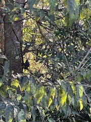 Dumetella carolinensis image
