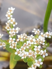 Crassula inanis