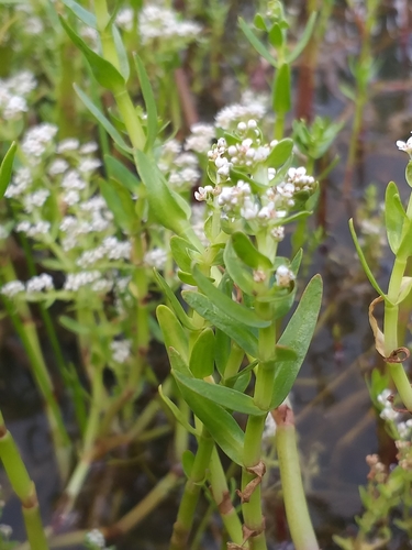 Crassula inanis