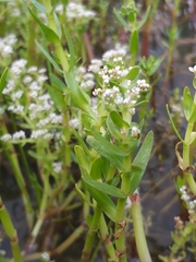 Crassula inanis