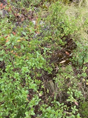 Gonocarpus oreophilus