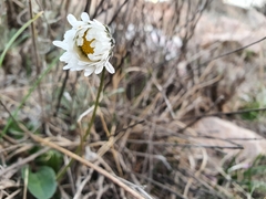 Bellis sylvestris