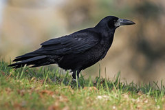 Corvus frugilegus