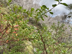 Gonocarpus oreophilus