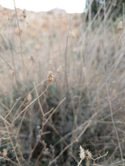 Centaurea parviflora