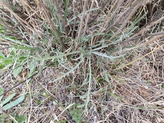 Centaurea parviflora