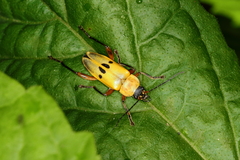 Chauliognathus ignaciosus