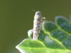 Eupteryx decemnotata