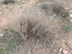 Centaurea parviflora
