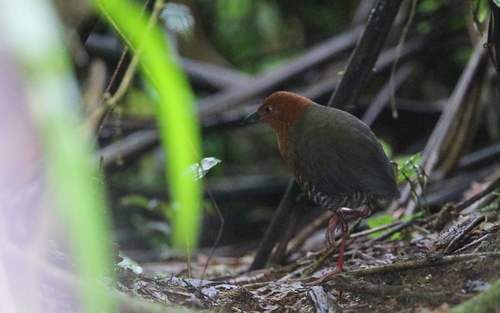 Black-banded Crake (Rufirallus fasciatus), photo 5