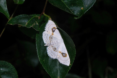Problepsis vulgaris