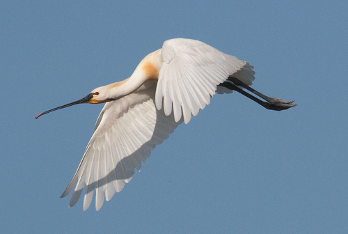 Eurasian Spoonbill