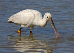 Eurasian Spoonbill photo 5