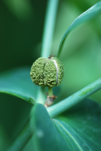 Euphorbia lathyris