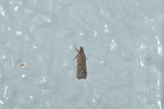 Helcystogramma triannulella