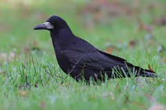 Corvus frugilegus