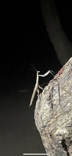 African Twig Mantis