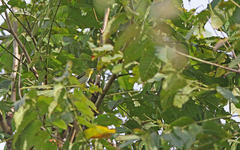 Pachyramphus viridis