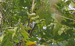 Pachyramphus viridis