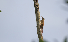 Dendrocolaptes picumnus