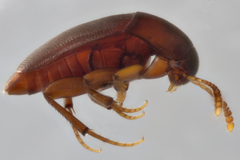 Ptomaphagus