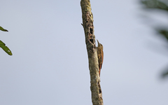 Dendrocolaptes picumnus