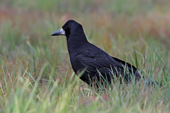 Corvus frugilegus