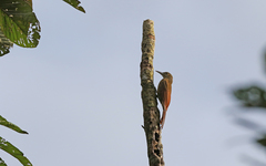 Dendrocolaptes picumnus