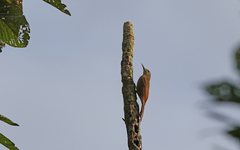 Dendrocolaptes picumnus