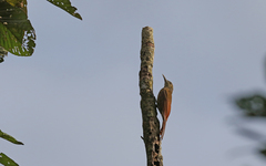 Dendrocolaptes picumnus