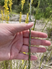 Solidago virgata