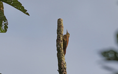 Dendrocolaptes picumnus